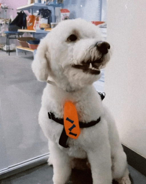 Animal de estimação 5