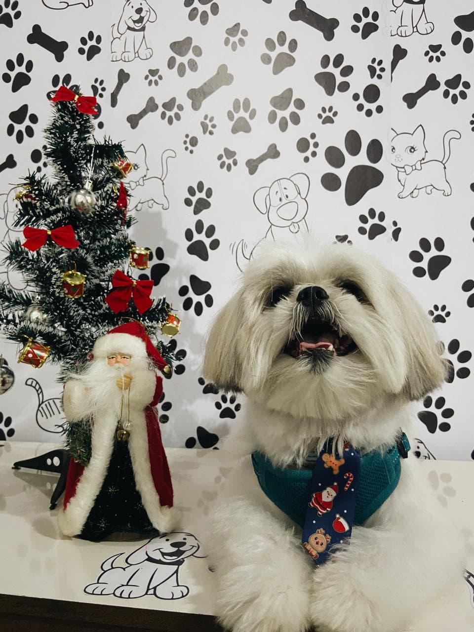 Animal de estimação 1