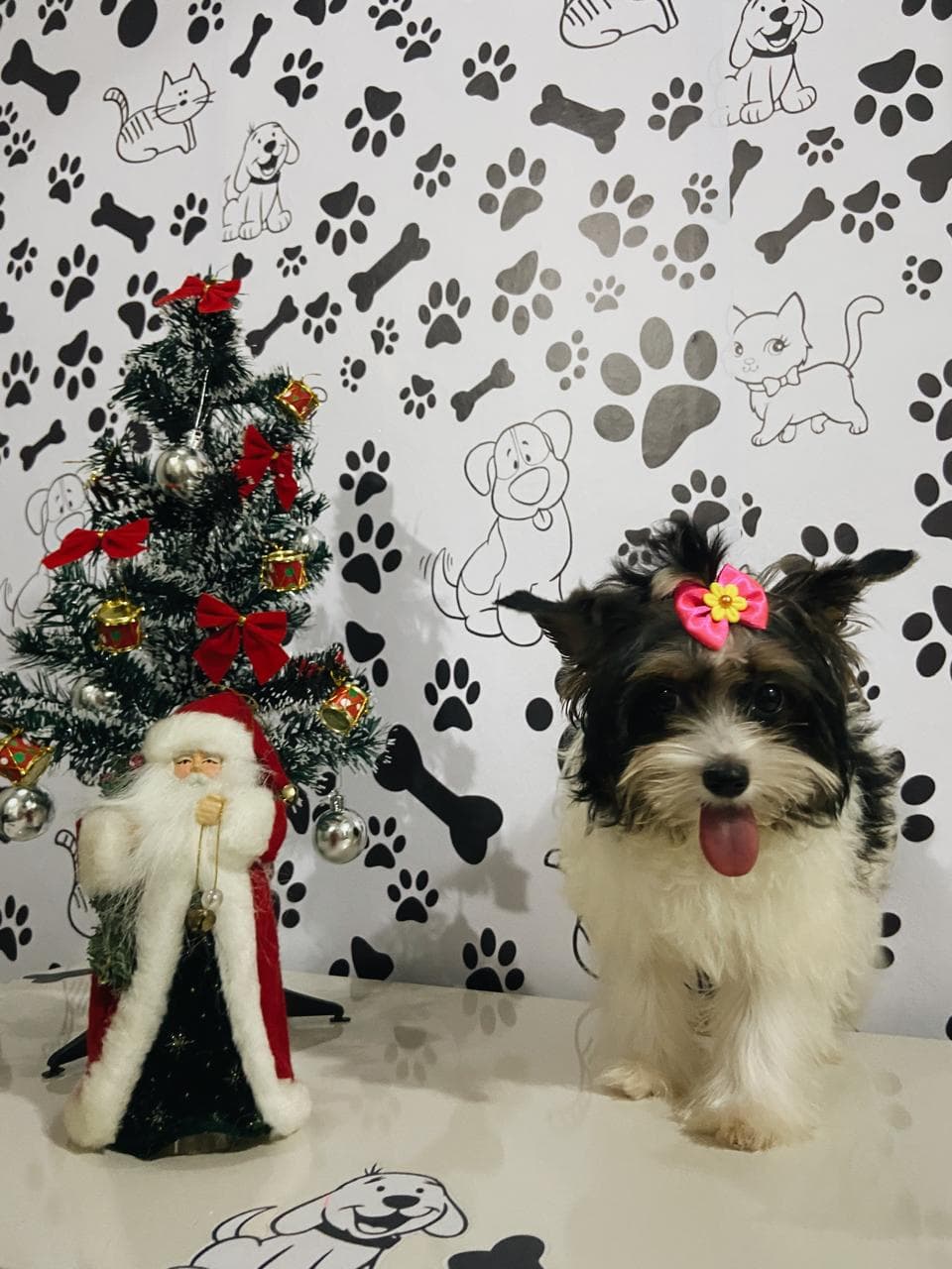 Animal de estimação 7