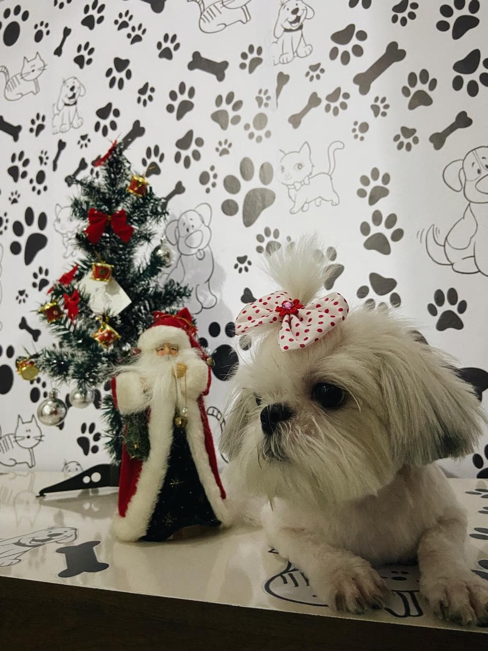 Animal de estimação 4