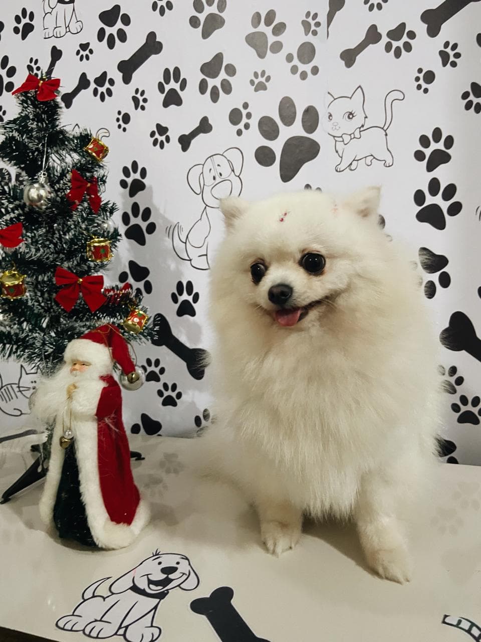 Animal de estimação 8