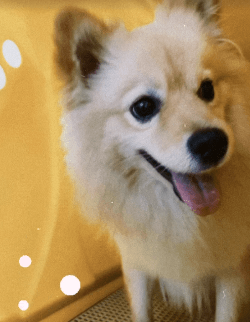 Animal de estimação 2