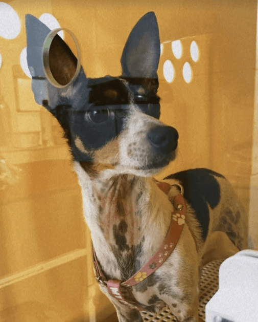 Animal de estimação 2